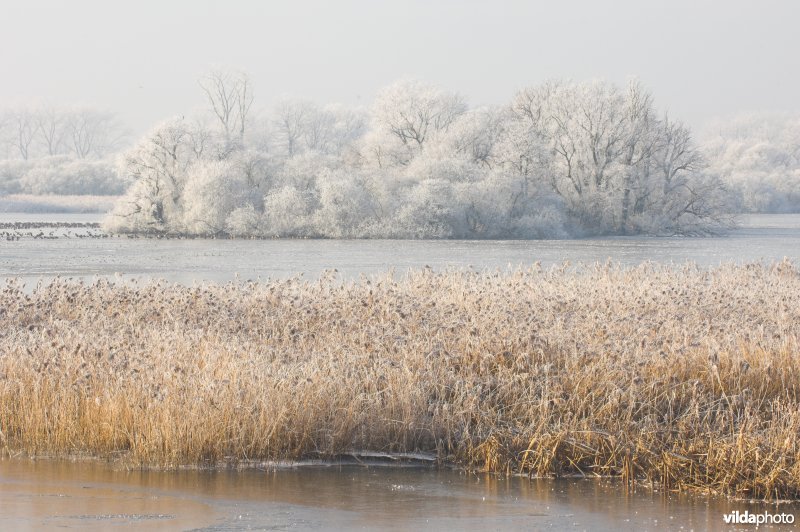 Het natuurreservaat Blankaart berijpt