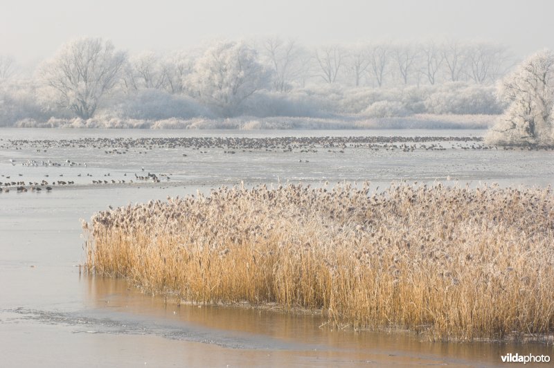 Het natuurreservaat Blankaart berijpt