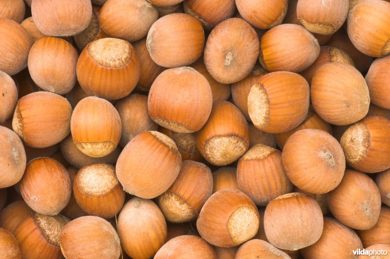 Hazelnoten