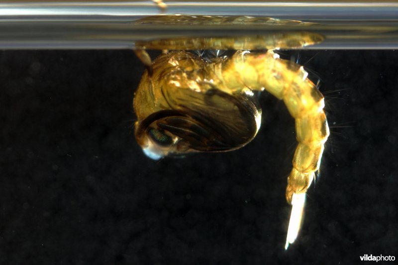 Larve van de Steekmug