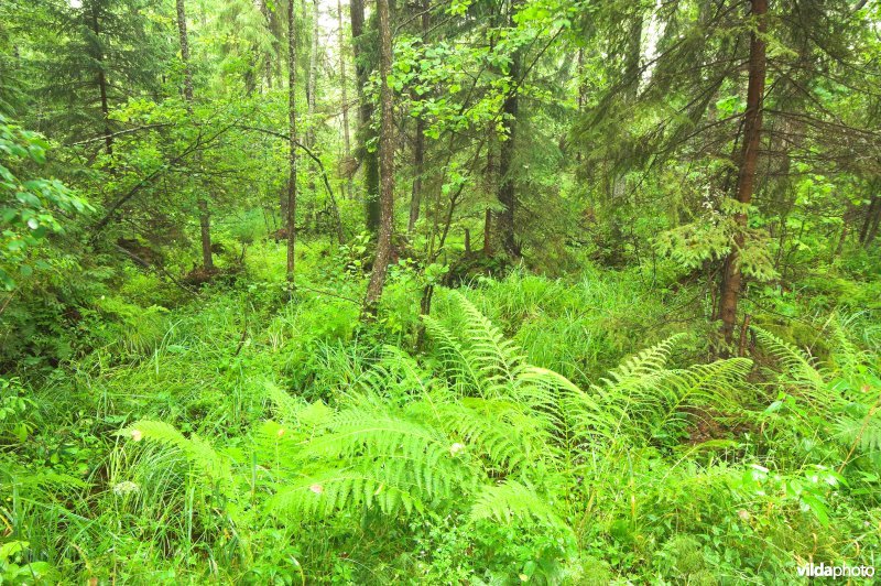 Pools oerbos