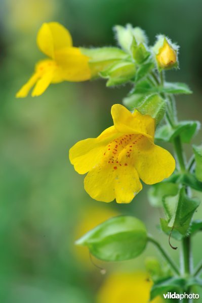 Gele maskerbloem