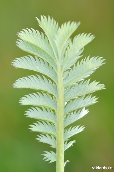 Onderkant blad van zilverschoon