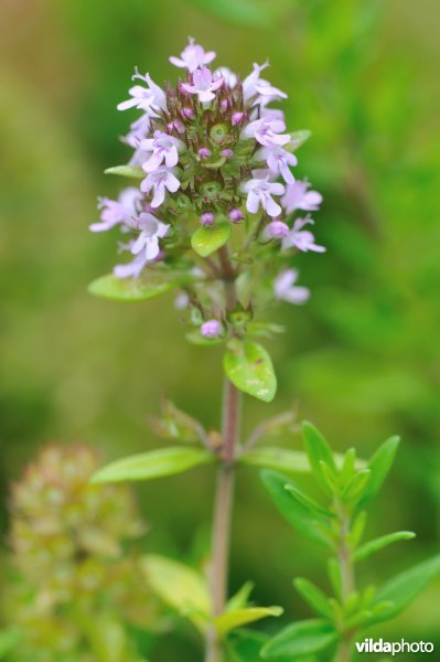 Bloempjes van Thymus caespititius