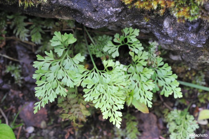 Asplenium dareoides