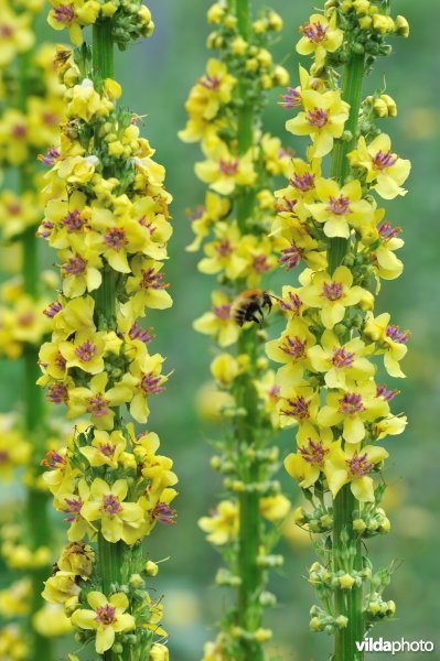 Zwarte toorts