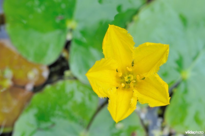 Bloem van watergentiaan