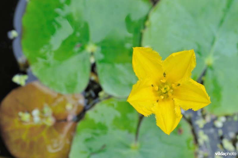 Bloem van watergentiaan