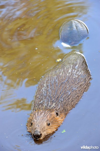 Zwemmende bever