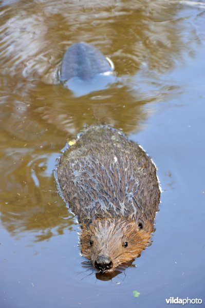 Zwemmende bever