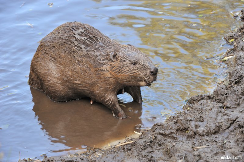 Zogend wijfje bever