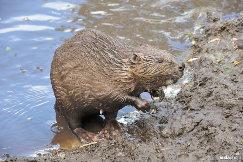 Bever komt aan land