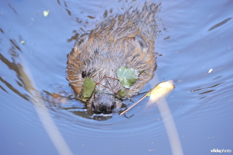 Bever speelt zeerover
