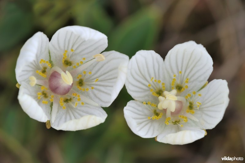 Bloempjes van Parnassia
