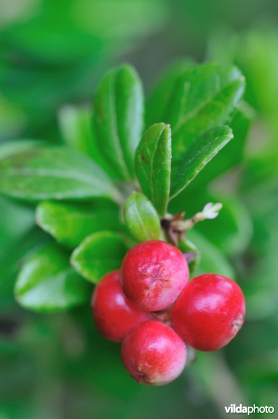 Bessen van rode bosbes