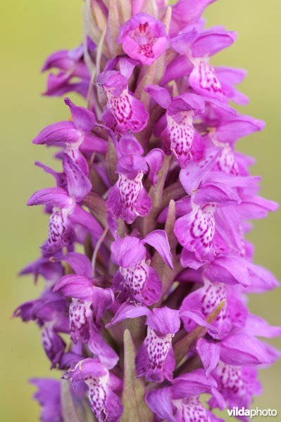 Vleeskleurige orchis ?