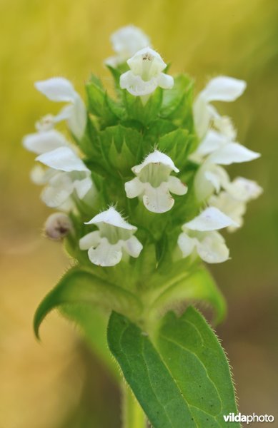 Een witte brunel