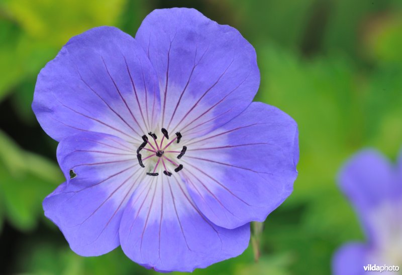 Geranium 'Rozanne'