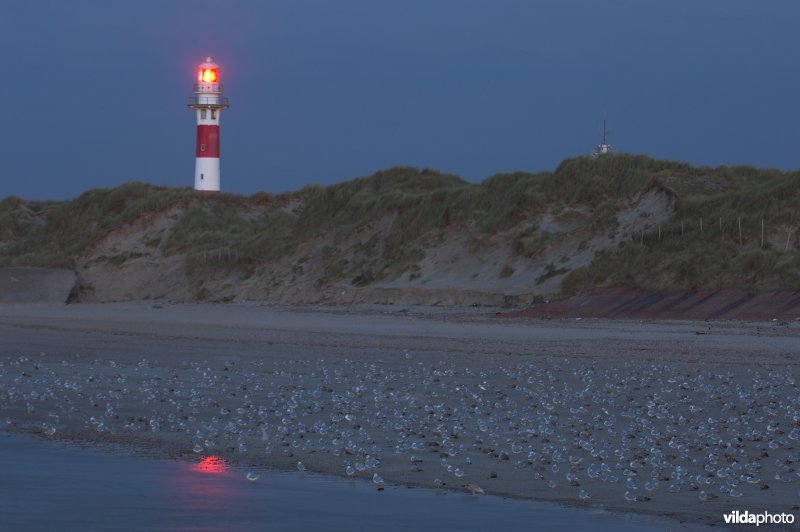 Noordzeestrand
