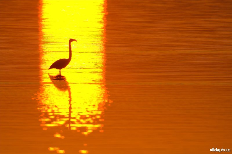 Flamingo's in de Camargue