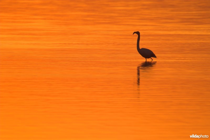 Flamingo's in de Camargue