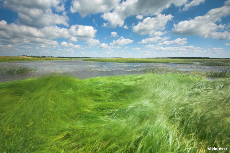 De Narewvallei in de Biebrza