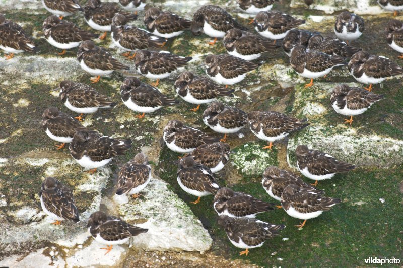 Steenlopers op het strandhoofd