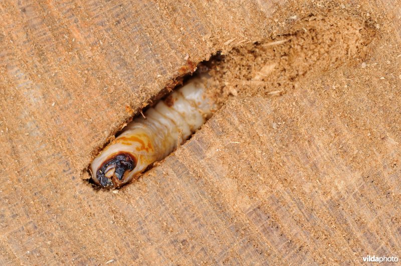 Larve van Boktor in eik