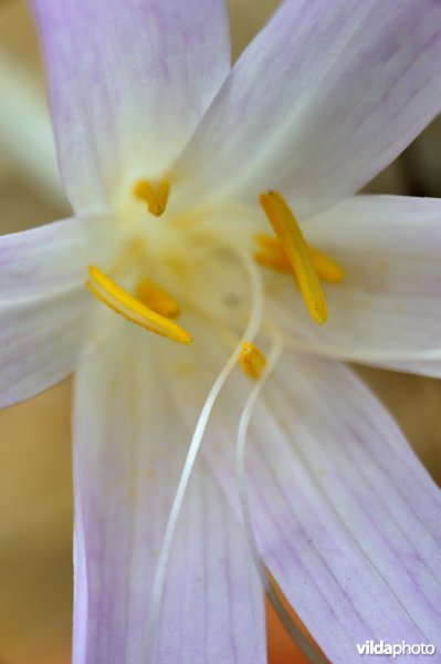 Herfsttijlloos in detail