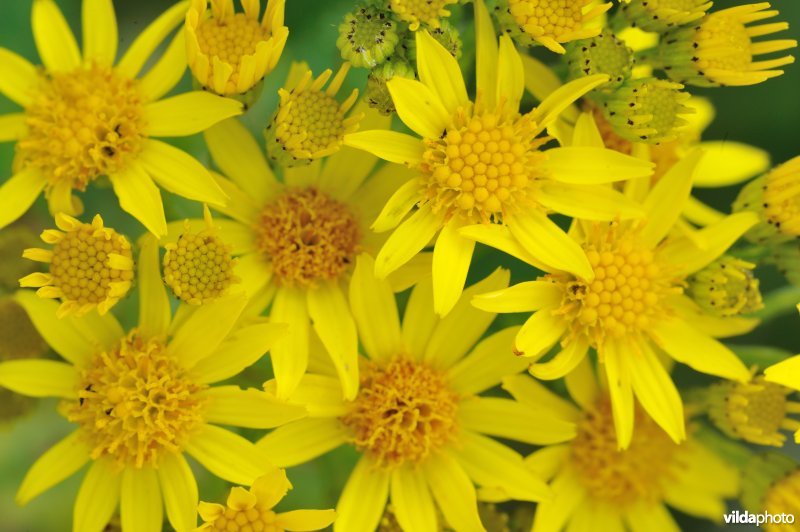 Bloemetjes van Jacobskruiskruid