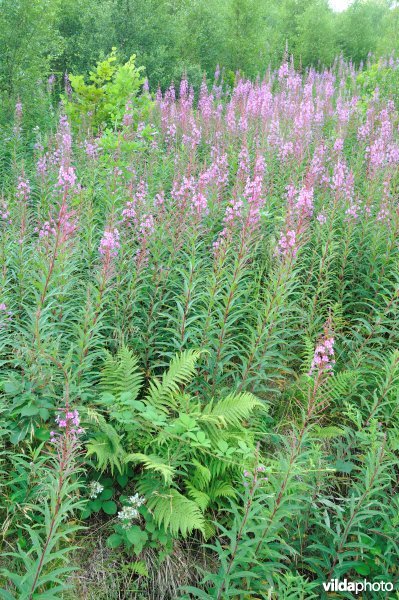 Berm met Wilgenroosjes