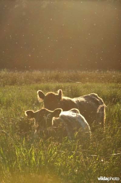 De grazers van de demerbroeken