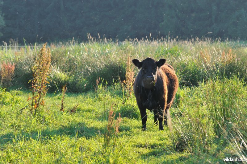 De grazers van de demerbroeken