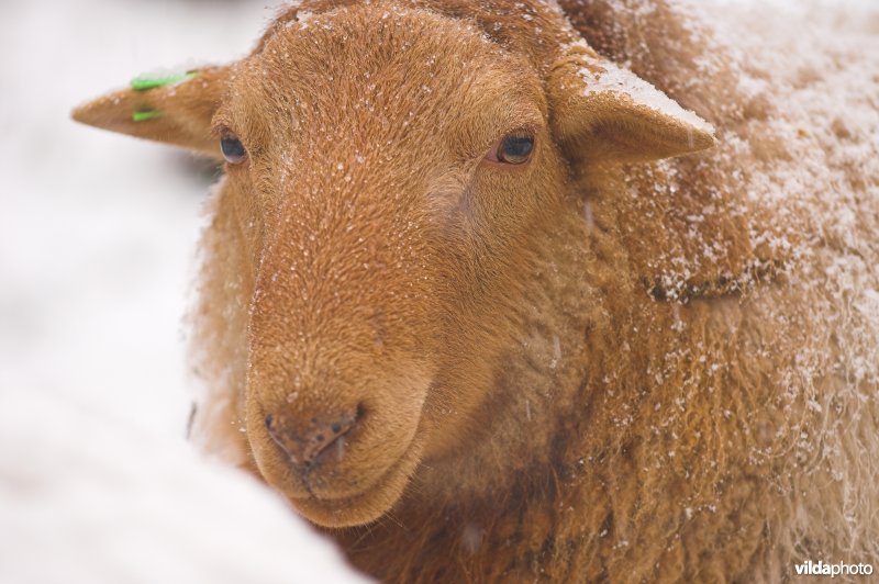 Ardense Voskop schaap