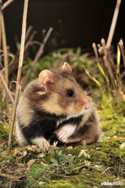 Hamster