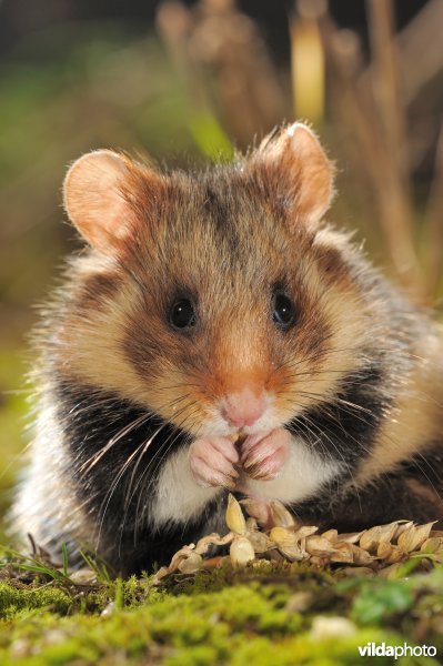 Hamster