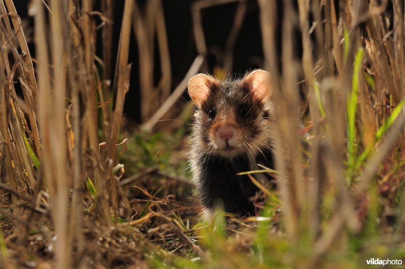 Hamster tussen het graan