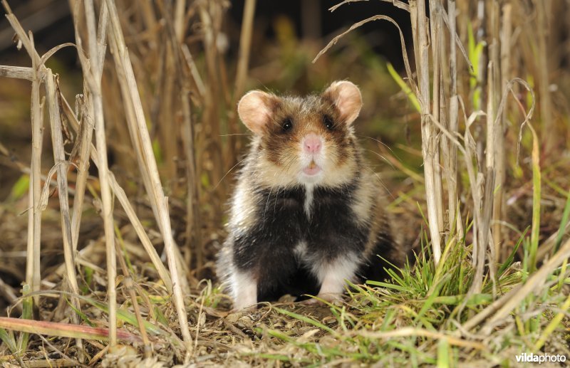 Nieuwsgierige Hamster