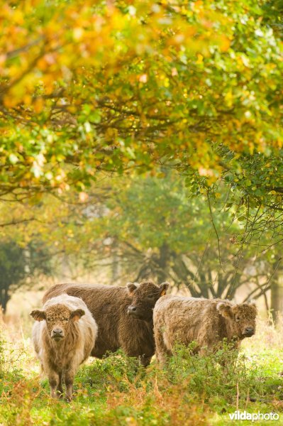 Grazers in de herfstige Demerbroeken