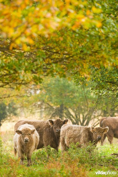 Grazers in de herfstige Demerbroeken