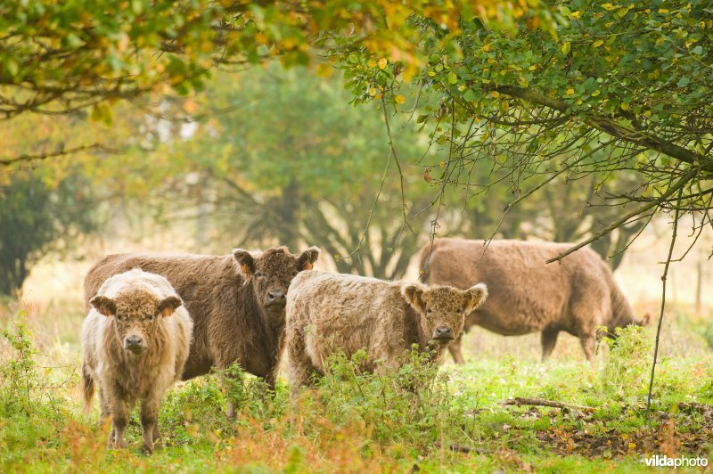 Grazers in de herfstige Demerbroeken