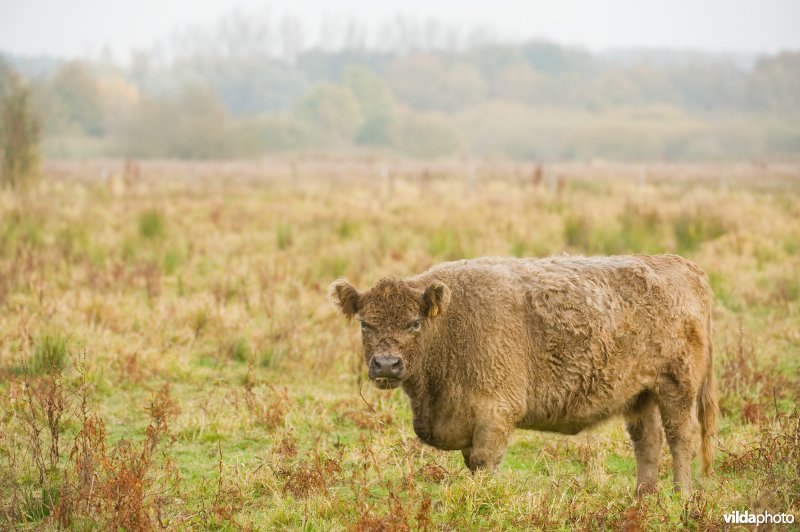 Grazers in de herfstige Demerbroeken