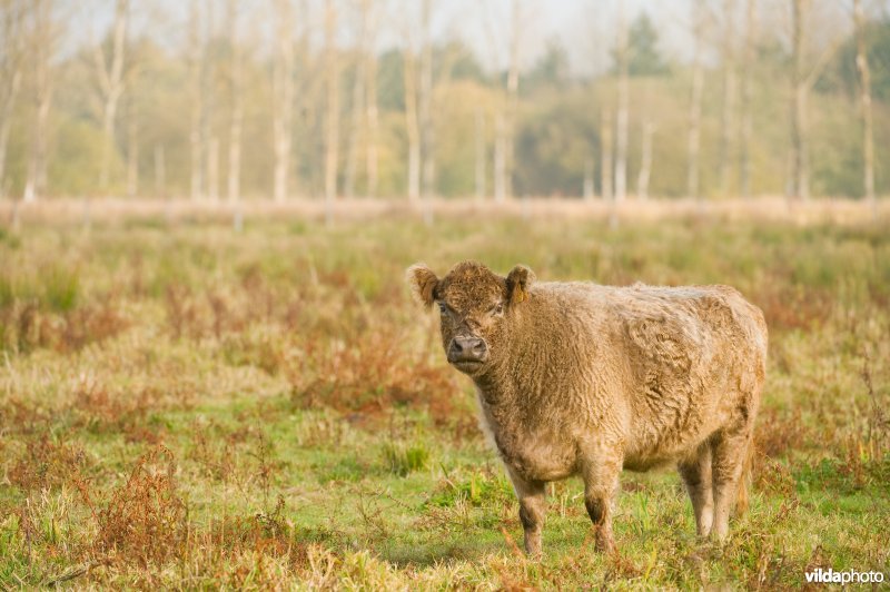 Grazers in de herfstige Demerbroeken