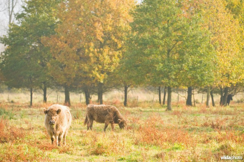 Grazers in de herfstige Demerbroeken