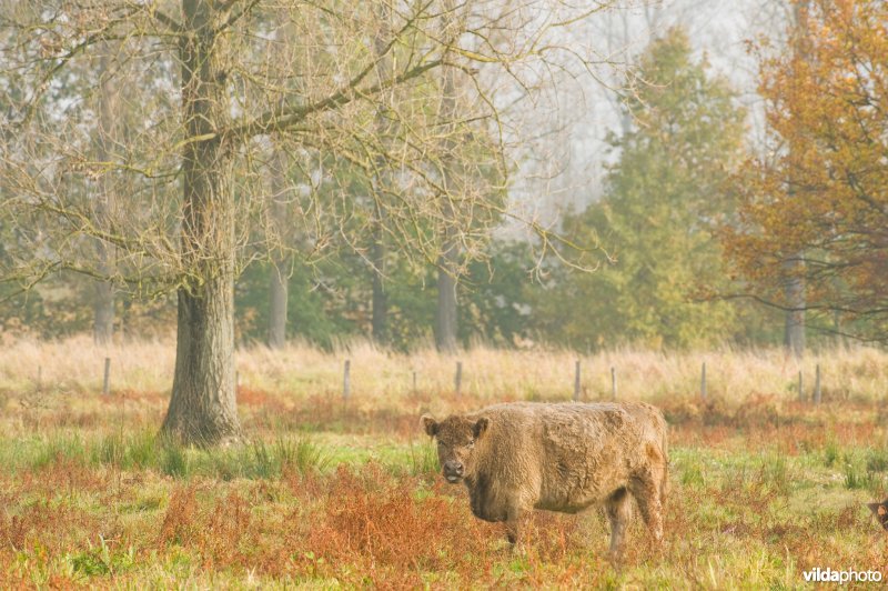 Grazers in de herfstige Demerbroeken