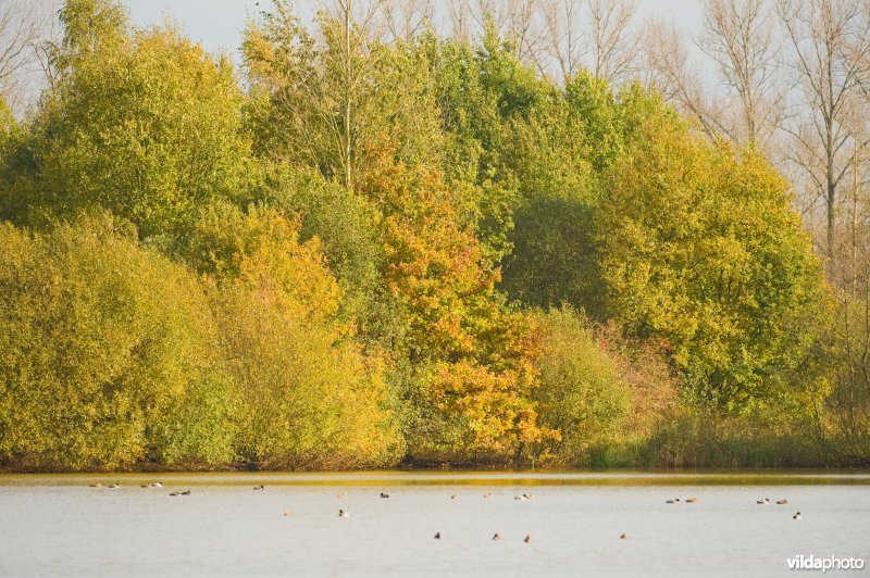 Natuurreservaat Vierkensbroek in de herfst