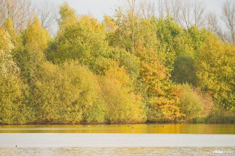 Natuurreservaat Vierkensbroek in de herfst