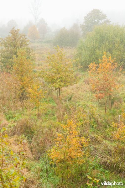 Natuurreservaat Demerbroeken