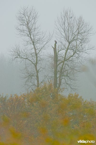 Buizerd in de Demerbroeken