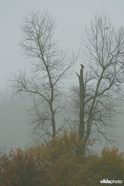 Buizerd in de Demerbroeken